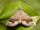 Vlnočárník janovcový - <i>Scotopteryx moeniata</i>