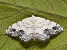 Vlnopásník ozdobný - <i>Scopula decorata</i>