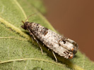 Obaleč - <i>Notocelia incarnatana</i>