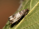 Obaleč - <i>Notocelia incarnatana</i>