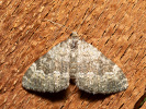 Píďalka siřišťová - <i>Coenotephria salicata</i>