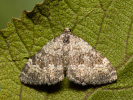 Píďalka siřišťová - <i>Coenotephria salicata</i>