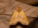 Zlatokřídlec jasanový - <i>Atethmia centrago</i>