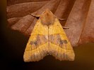 Zlatokřídlec jasanový - <i>Atethmia centrago</i>