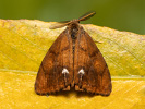 Štětconoš trnkový - <i>Orgyia antiqua</i>