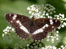 Bělopásek dvouřadý - <i>Limenitis camilla</i>