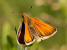 Soumračník čárečkovaný - <i>Thymelicus lineola</i>
