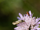 Adéla chrastavcová - <i>Nemophora metallica</i>