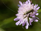 Adéla chrastavcová - <i>Nemophora metallica</i>