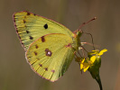 Žluťásek jižní - <i>Colias alfacariensis</i>