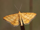 Žlutokřídlec zlatožlutý - <i>Idaea aureolaria</i>