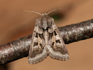Jasnobarvec západní - <i>Episema glaucina</i>