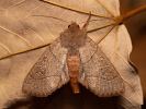 Osenice trnková - <i>Mesogona acetosellae</i>