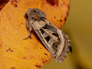 Jasnobarvec západní - <i>Episema glaucina</i>