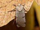 Osenice svízelová - <i>Chersotis margaritacea</i>