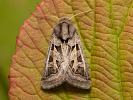 Jasnobarvec západní - <i>Episema glaucina</i>
