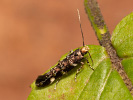 Zdobníček - <i>Eteobalea serratella</i>