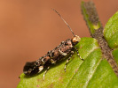 Zdobníček - <i>Eteobalea serratella</i>