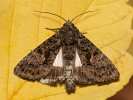 Tmavopáska jižní - <i>Aedia leucomelas</i>