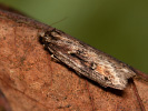 Vorfrühlings-Breitflügelfalter - Semioscopis oculella