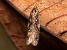 Vorfrühlings-Breitflügelfalter - Semioscopis oculella