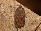 Obaleč - Acleris schalleriana