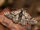 Drsnokřídlec ovocný - Lycia pomonaria