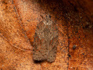 Obaleč - Acleris schalleriana
