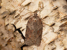 Obaleč - Acleris schalleriana
