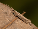 Kohlschabe - Plutella xylostella