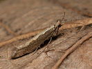 Kohlschabe - Plutella xylostella