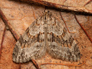Šedokřídlec zimolezový - Trichopteryx polycommata