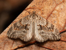 Šedokřídlec zimolezový - Trichopteryx polycommata