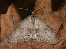 Šedokřídlec osikový - Lobophora halterata