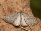 Šedokřídlec osikový - Lobophora halterata