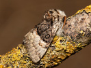 Běloskvrnka lísková - Colocasia coryli