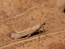  - Carpatolechia decorella