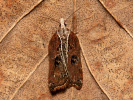 Obaleč - Acleris cristana