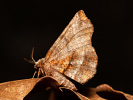 Zejkovec řešetlákový - Selenia dentaria