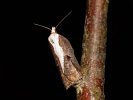 Obaleč - Acleris cristana
