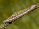 Různorožec dubový - <i>Hypomecis roboraria</i>
