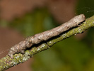 Různorožec dubový - <i>Hypomecis roboraria</i>