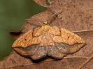 Zejkovec topolový - <i>Epione repandaria</i>