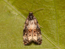Obaleč - <i>Endothenia gentianaeana</i>