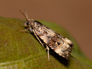 Obaleč - <i>Endothenia gentianaeana</i>
