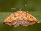 Zejkovec topolový - <i>Epione repandaria</i>