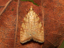 Obaleč dubinový - <i>Aleimma loeflingiana</i>