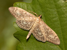 Zavíječ úzkokřídlý - <i>Anania lancealis</i>