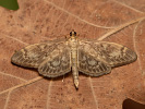 Zavíječ úzkokřídlý - <i>Anania lancealis</i>