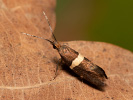Zápředníček luční - <i>Eidophasia messingiella</i>